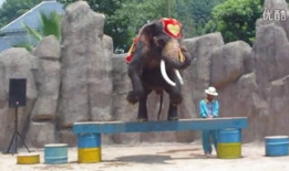 人交配视频,人交配行为深度解析