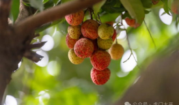 荔枝嫁接技术视频,视频详解嫁接技巧与要点