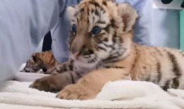 小老虎视频,小老虎的欢乐冒险之旅